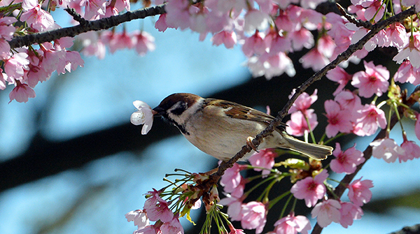 Curiosita e cose da sapere sulla primavera: perche si chiama cosi?